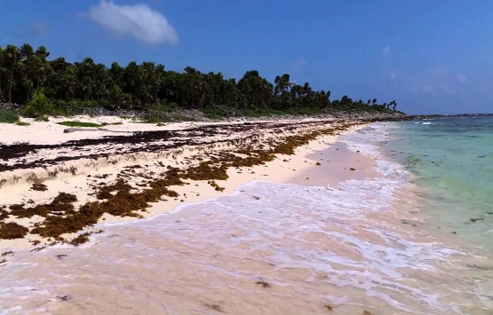 Meksika'daki otel projesine deniz kaplumbağaları için onay verilmedi!