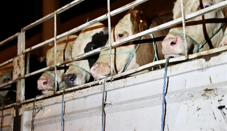 Zincir marketlerde kurbanlık fiyatları belli oldu! Bu fiyatları görenlerin ağzı açık kaldı!