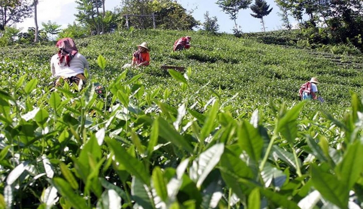 Çiftçiler dikkat! Fark ödemesi desteği resmen açıklandı! Hemen şartlara bakın!