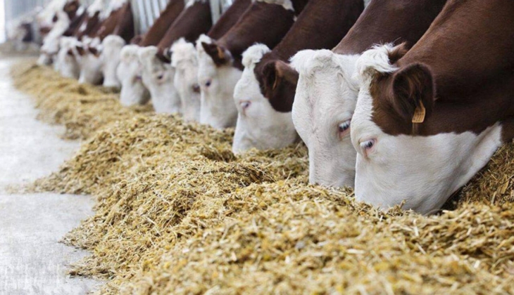 Çiftçiler hemen bakın! Yem fiyatları düşecek mi? Yem fiyatları ne kadar oldu? 16 Şubat 2023 yem fiyat listesi