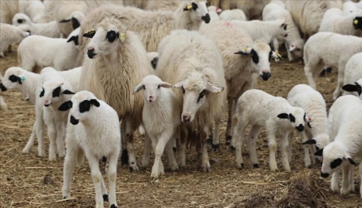 Kurban fiyatlarını gören şoke oluyor! İşte 2023 kurbanlık büyükbaş ve küçükbaş hayvan fiyatları!