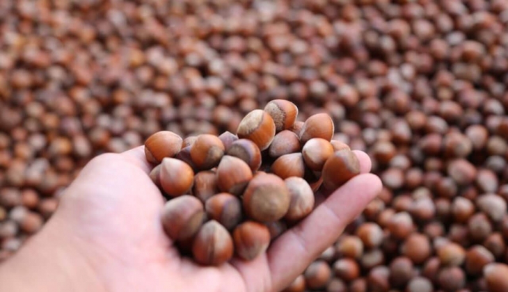 Toprak Mahsulleri Ofisi nden son dakika açıklaması: TMO fındık alım fiyatları belli oldu! 1 Ağustos 2022 fiyat listesi