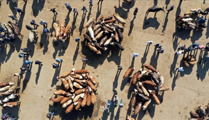 Kurban Bayramı yaklaşıyor! Kurbanlık koyun fiyatları ne kadar oldu?