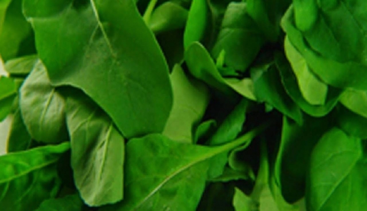 Sofraların vazgeçilmezleri arasında yer alıyor. Ektikten sonra çiftçilerin de vazgeçilmezi olacak. Para kazandırıyor