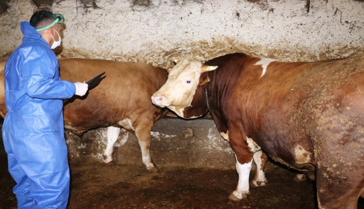 Migros’ta küçükbaş ve büyükbaş kurbanlıklar ne kadar?