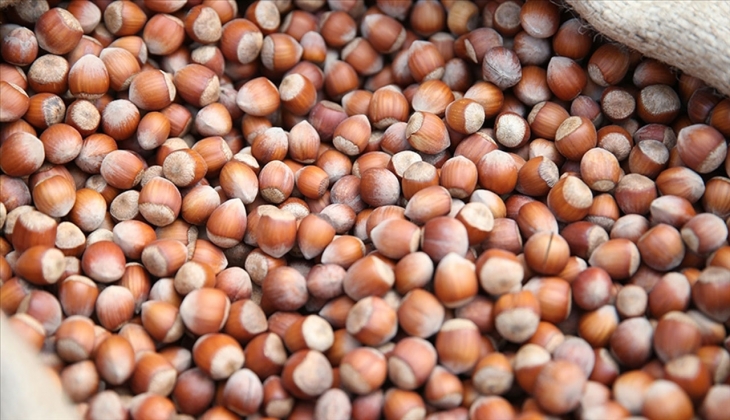 Fındık ihracatı yaklaşık 2 milyar dolar kazandırdı! 5 Eylül 2022 fındık fiyat listesi..