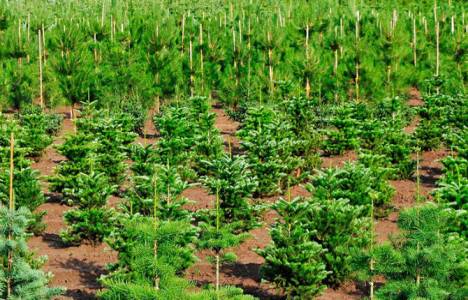 Burkina Fasolu Çocuklar ve Soma Şehitleri Hatıra Ormanı oluşturuldu!