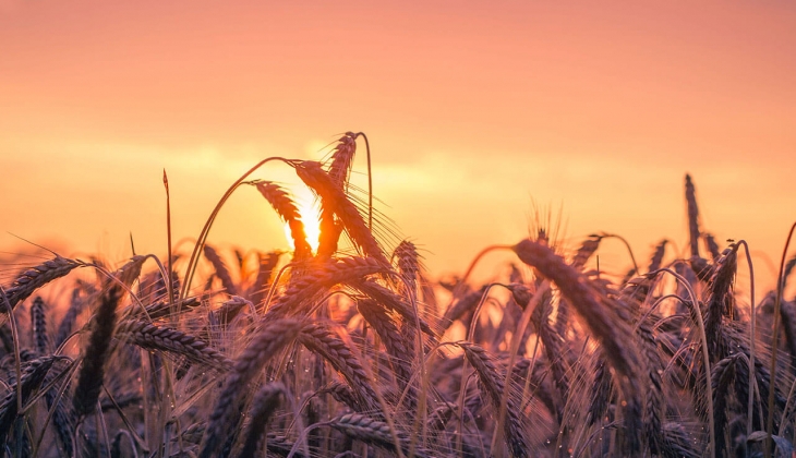 TMO dan şok buğday, mısır fiyatı açıklaması! Buğday, mısır fiyatları hangi borsada kaç TL? 25 Ağustos 2022 fiyat listesi