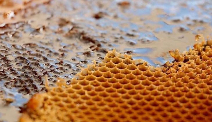 Bir kilo balın üretim maliyeti 127 TL’ye yükseldi! TAB mazot desteği talep etti!