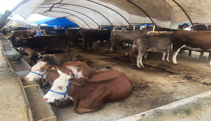 Kurban pazarında büyük hareketlilik: Son günü bekleyenler yandı