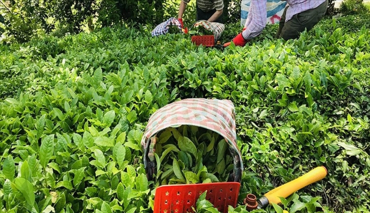 Çiftçiler hemen hesaplarınıza bakın! Bakan açıkladı: Bugün resmen hesaplara yatıyor! 