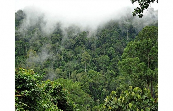 Amazon ormanları Facebook ta satılıyor haberlerine soruşturma!