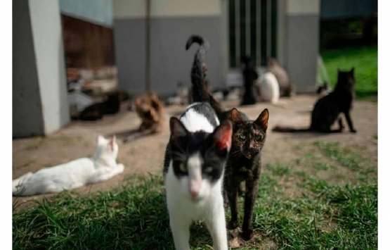 100 metrekarelik evde 110 kediyle yaşayan kiracı tahliye edildi!
