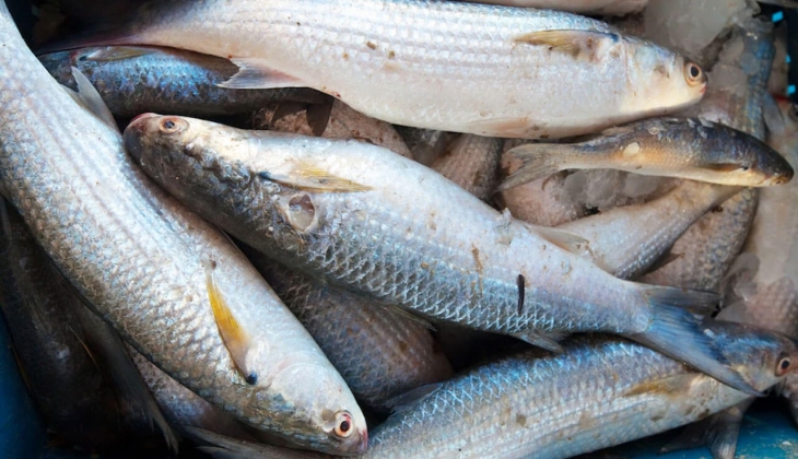 İstanbul Balık Hali 21 Nisan 2022 fiyatları belli oldu! İşte İstanbul Balık Hal fiyat listesi...