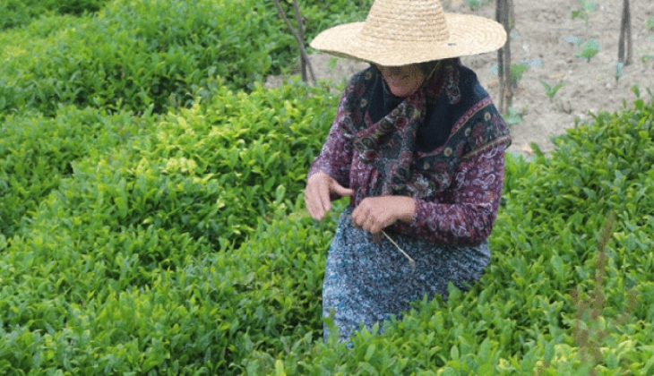 Çay hasat sezonu açıldı! ÇAYKUR 3 günde 730 ton yaş çay aldı!