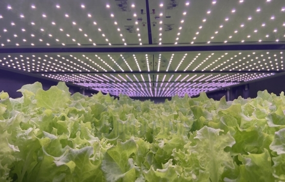 Geleceğin umudu: dikey tarımlaşma!