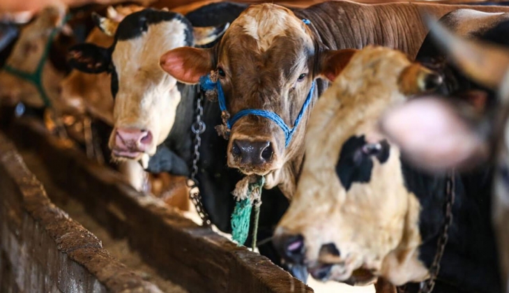 Tarım Kredi yem fiyatlarına 6 gün arayla bir zam daha yaptı! İşte 21 Nisan 2022 yem fiyat listesi...