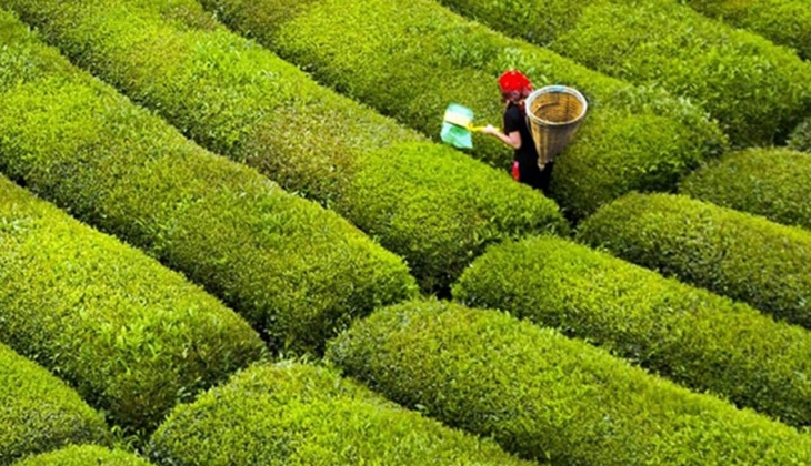 ÇAYKUR işçi kurası ne zaman? ÇAYKUR 2022 kura sonuçları ne zaman açıklanacak?