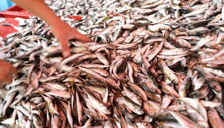 Deniz suyu sıcaklığı balıkçılığı olumsuz etkiledi! Balık popülasyonu azaldı!