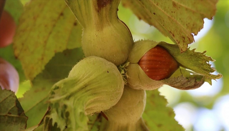 Borsalarda 403 bin tonu aşkın fındık işlem gördü! Fındık fiyatları kaç TL? İşte il il o rakamlar!