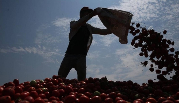 Türkiye’den Avrupa ya tarım işçisi gidecek! 100 bin TL üzeri maaş verilecek!