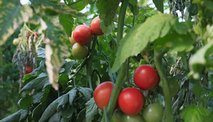 Domates satışına bakanlık el attı! İzinsiz satılamayacak! İşte 7 Eylül 2022 fiyat listesi...