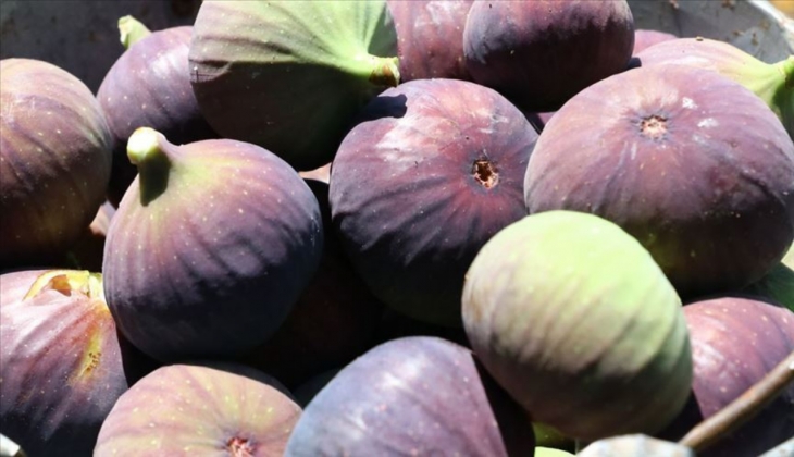 Dünyanın en fazla incir ihracatı yapan ülkesi Türkiye!