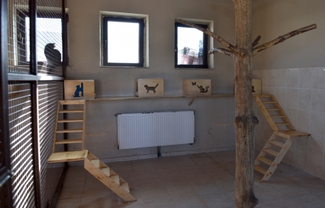 Erzurum Büyükşehir'den sokak hayvanları için bakım evi!