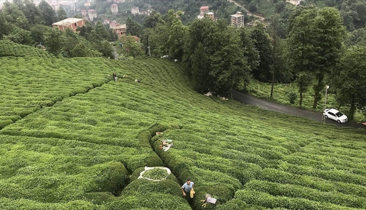 Çiftçiler hemen hesaplarınıza bakın! Bakan açıkladı: Bugün resmen hesaplara yatıyor! 