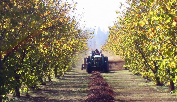 Son dakika.. Fındık fiyatları yerinde durmuyor! Güncel ücretlendirme İl İl açıklandı hemen bakın!