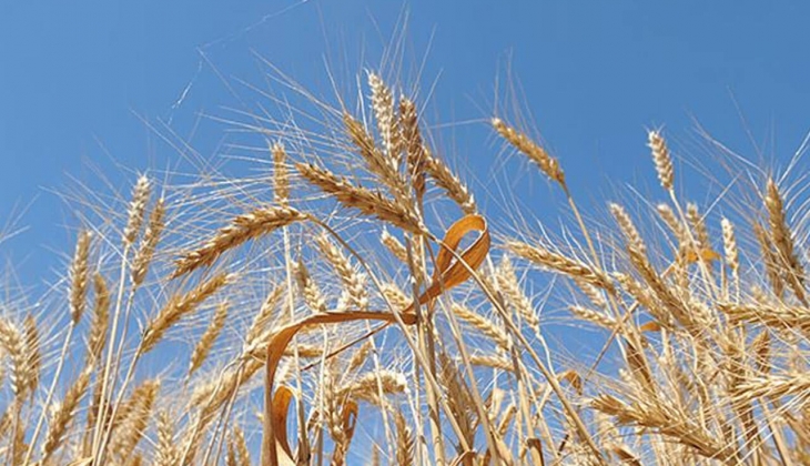 Türkiye en çok buğday ithal eden 3. ülke oldu! BM Gıda Görünümü Raporu nda resmen açıklandı! İşte sebebi...