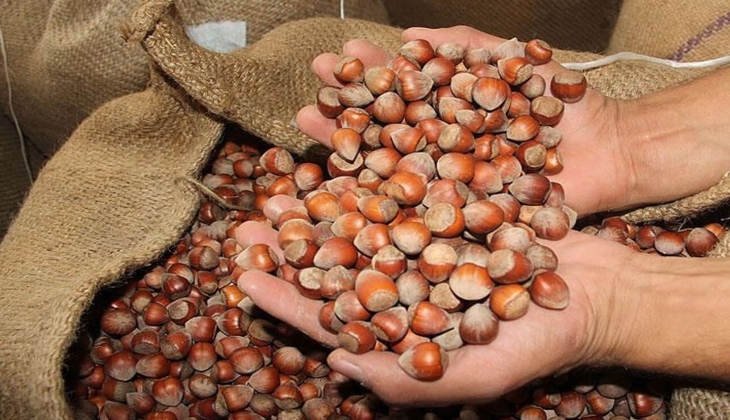 Fındık fiyatlarında şok gelişme! Fındık fiyatı bugün hangi ilde kaç lira? 15 Ağustos 2022 fiyat listesi..