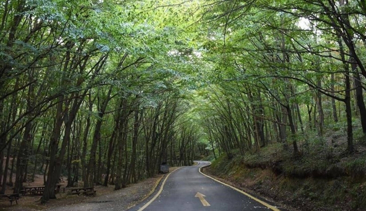 İstanbullular dikkat! Yarından itibaren 15 Ekim e kadar ormanlık alanlara girişler yasaklandı! 