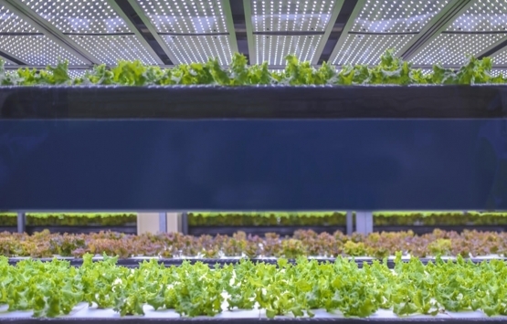 Devrimin yeni adı: Dikey tarım üniteleri!