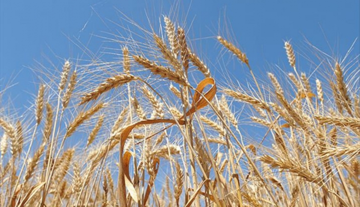 Buğdayda kırmızı alarm! Dünyanın sadece 2 aylık buğday devir stoku kaldı!