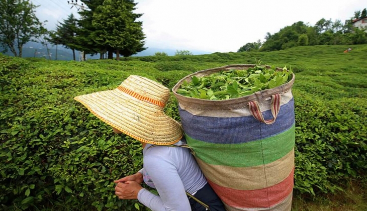 ÇAYKUR dan son dakika müjdesi: Yaş çay bedeli ve organik çay desteği hesaplara yattı! Yarın hemen alabilirsiniz!
