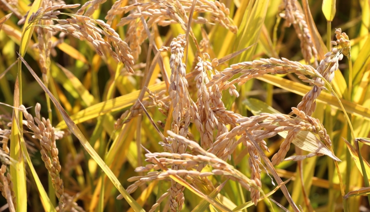 Bakan Kirişçi açıkladı! Çeltik alım fiyatlarına 1000 lira zam