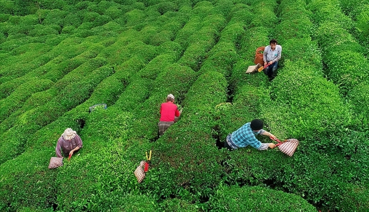 2023 yaş çay alım fiyatı resmen belli oldu! Cumhurbaşkanı Erdoğan müjdeyi verdi!