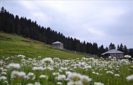 Ordu ya 30 kilometrelik teleferik hattı kurulacak!