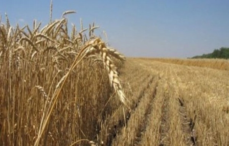 Miras tarlalarda son durum!