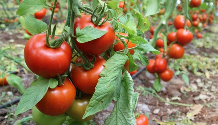 Domates ve salatalık üreticileri konuştu! İşte şaşırtan sonuç!