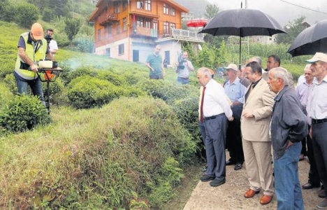 Rize organik çay havzası olacak!