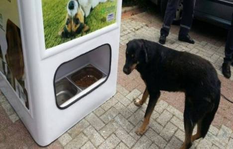 Akıllı geri dönüşüm kutuları sokak hayvanlarını doyuracak!