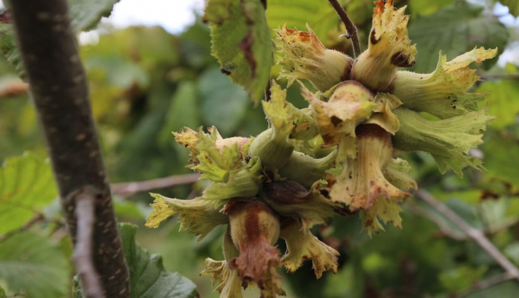 Fındık ihracatı artıyor! Son dakika fındık fiyatları kaç lira oldu? İl il açıklandı!