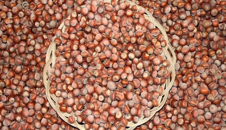 Fındık fiyatları '100 TL' olmalı çağrısı! Güncel fındık fiyatları ne kadar? 17 Mayıs 2023 fındık fiyatları