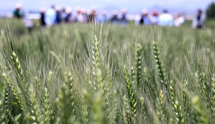 Tarım çiftçilerine çok güzel haber! Kuraklığa dayalı tohum bomba etkisi yaratacak