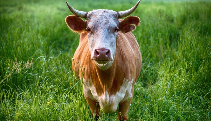 Carrefoursa kurbanlık fiyatları açıklandı! Küçükbaş-büyükbaş kurbanlık fiyatları ne kadar? 16 Haziran 2022 fiyat listesi