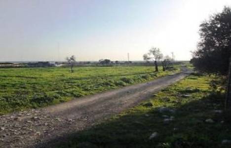 Aydın Didim'de 2 milyon 25 bin TL'ye satılık zeytinlik!