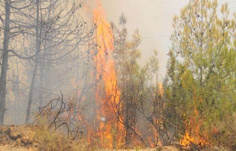 Hatay'da orman yangını çıktı!