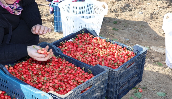 Kirazda hasat coşkusu! Bu yıl kiraza doyacağız ama fiyatlar şimdilik el yakıyor!